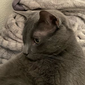 Meet your Posher, Louis